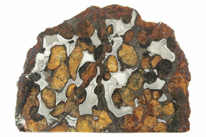 Polished Sericho Pallasite Meteorite ( g) Slice - Kenya #249878